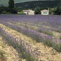 The Lavender Fields of Provence
